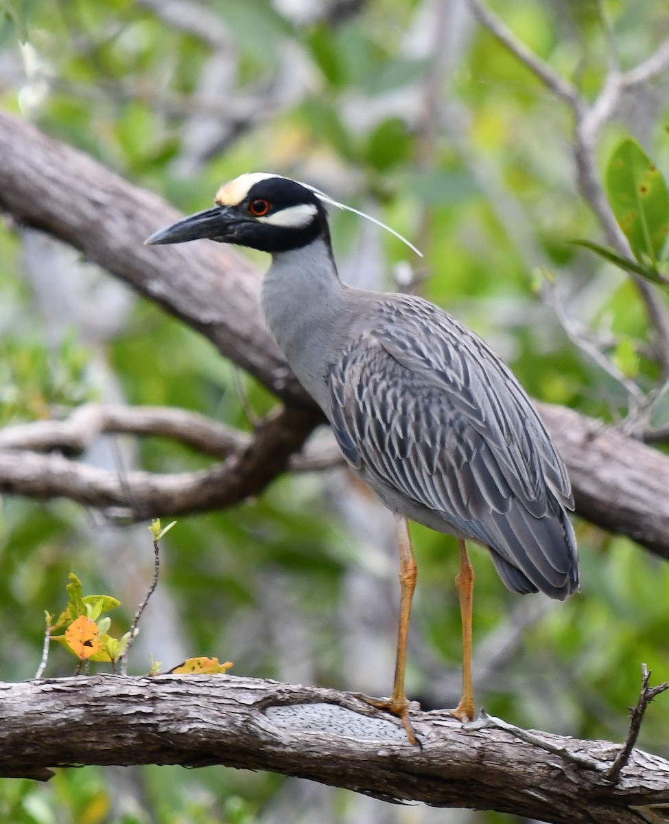 Yellow-crowned Night Heron - ML616396707