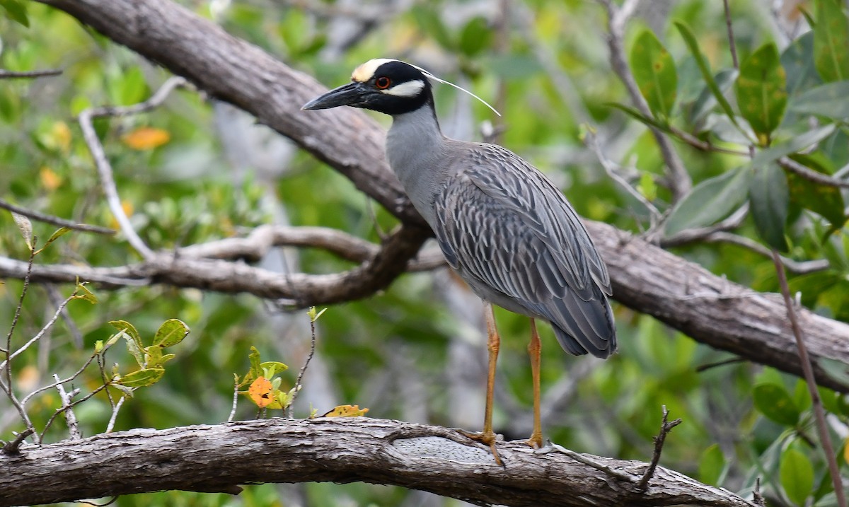 Yellow-crowned Night Heron - ML616396708