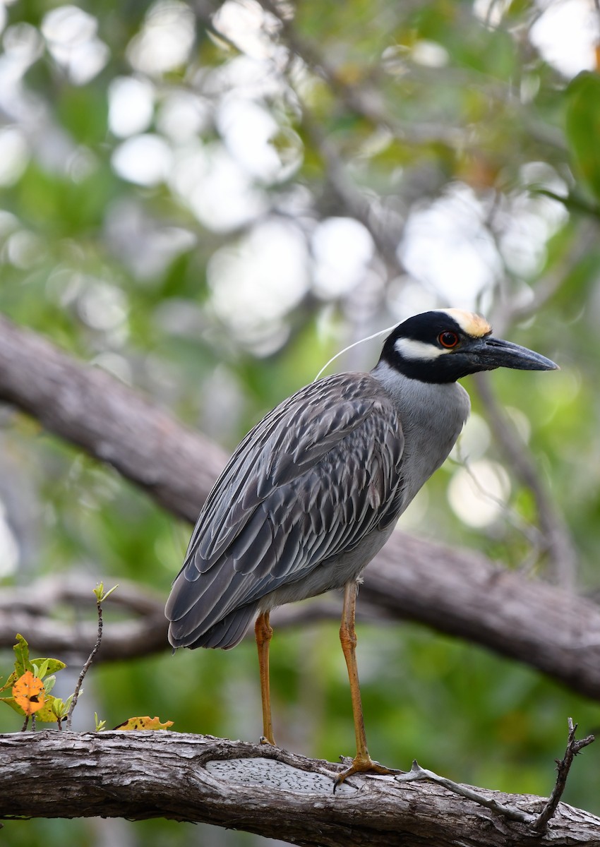 Yellow-crowned Night Heron - ML616396713