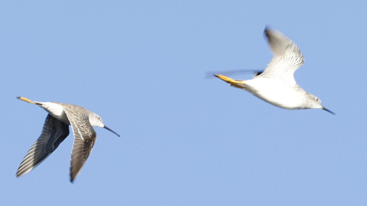 Stilt Sandpiper - ML616396747