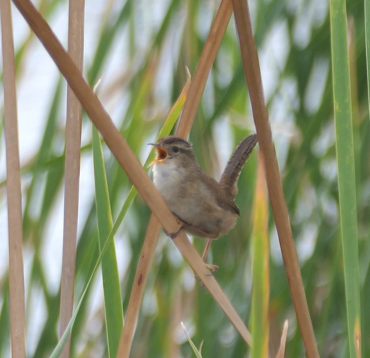 Marsh Wren - ML616396748