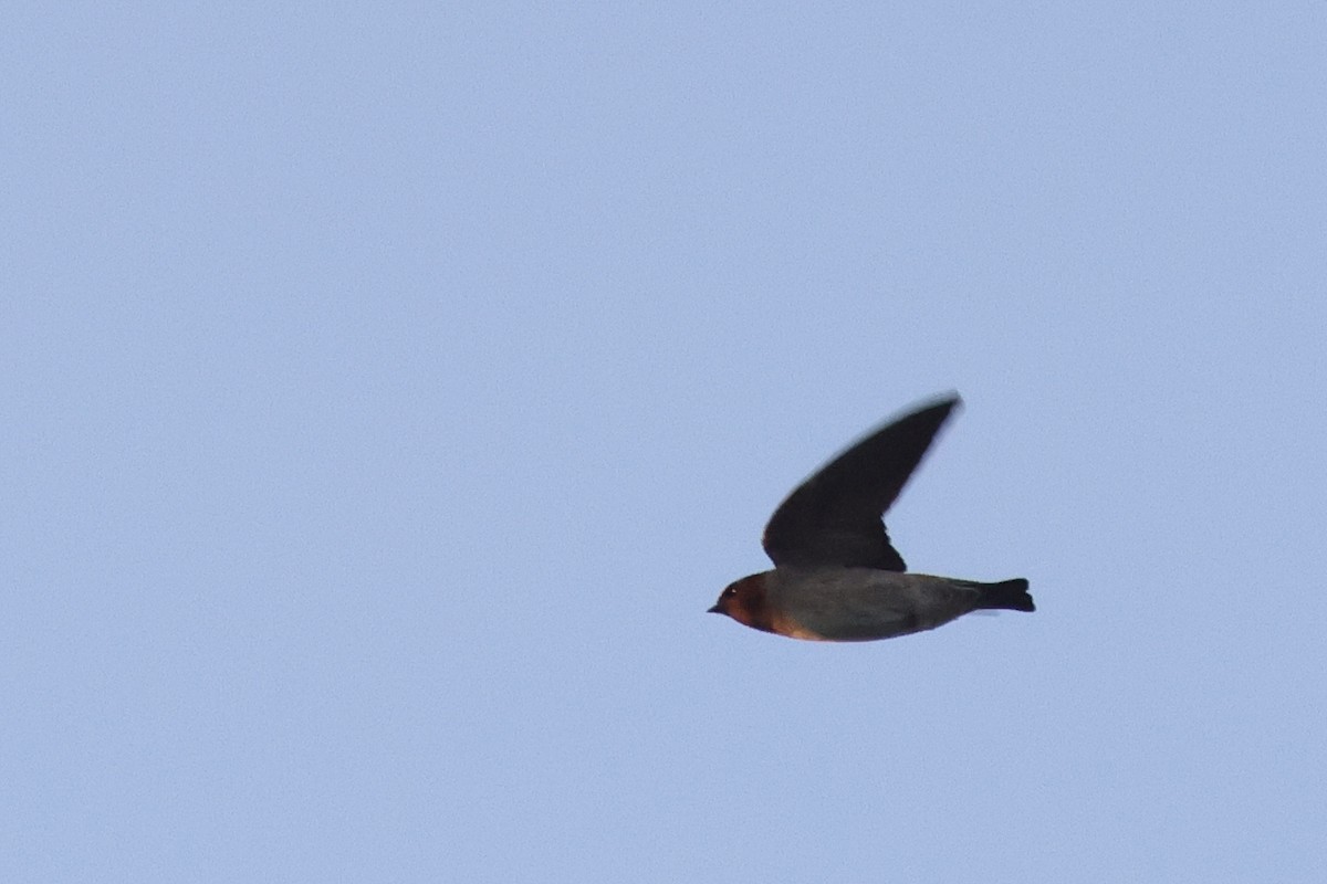 Cliff Swallow - ML616396780