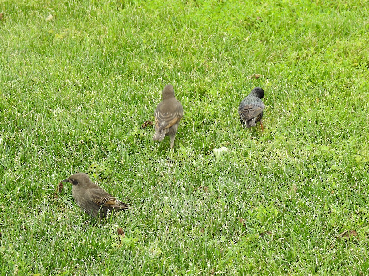 European Starling - ML61639681