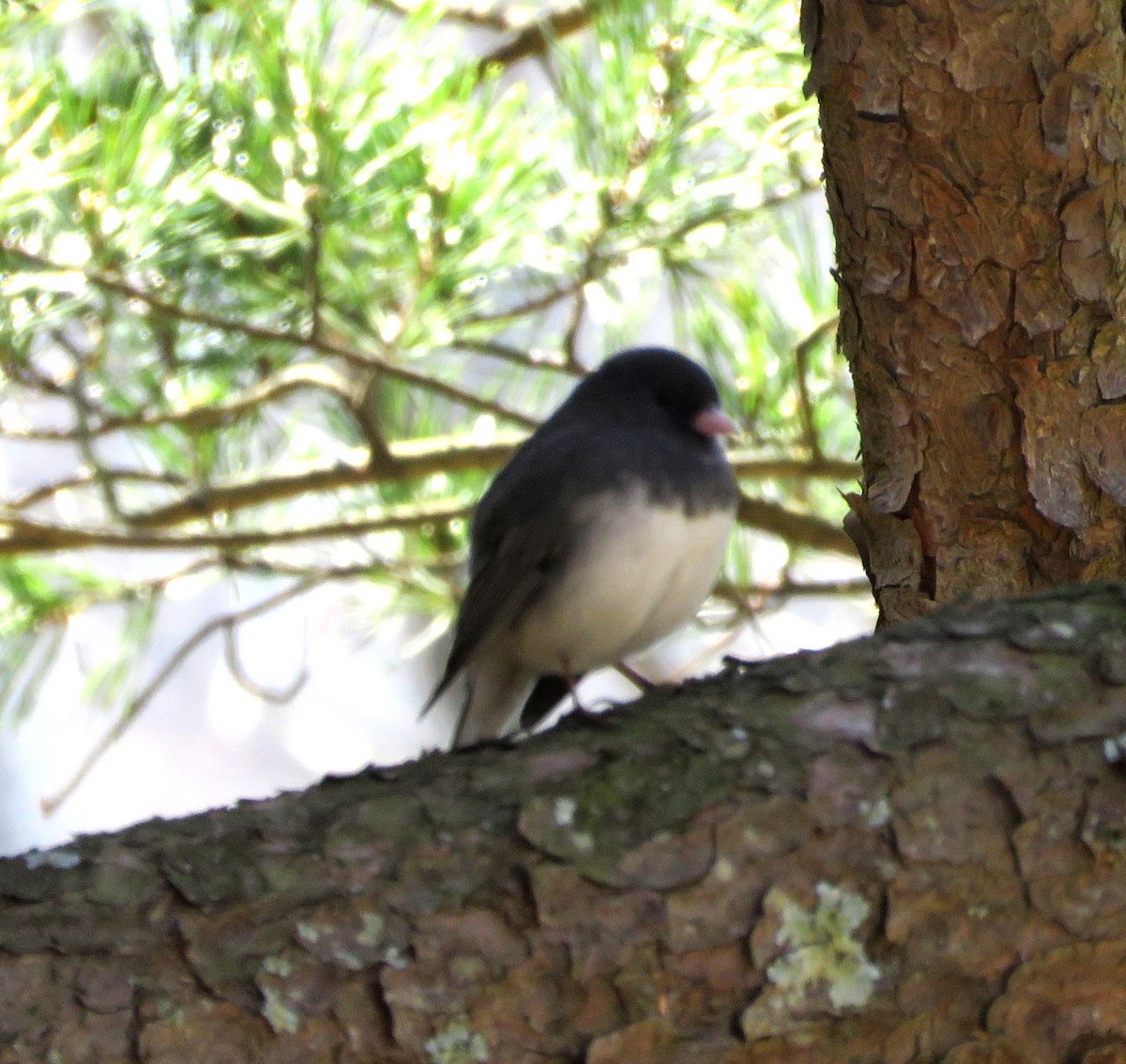 Junco Ojioscuro - ML616396822