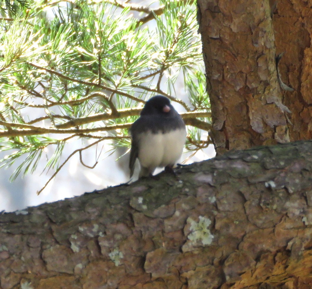 Dark-eyed Junco - ML616396839