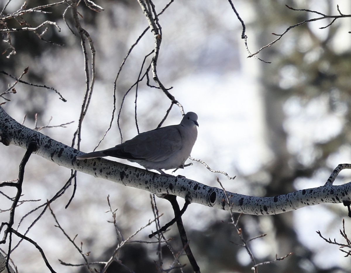 Eurasian Collared-Dove - ML616396840