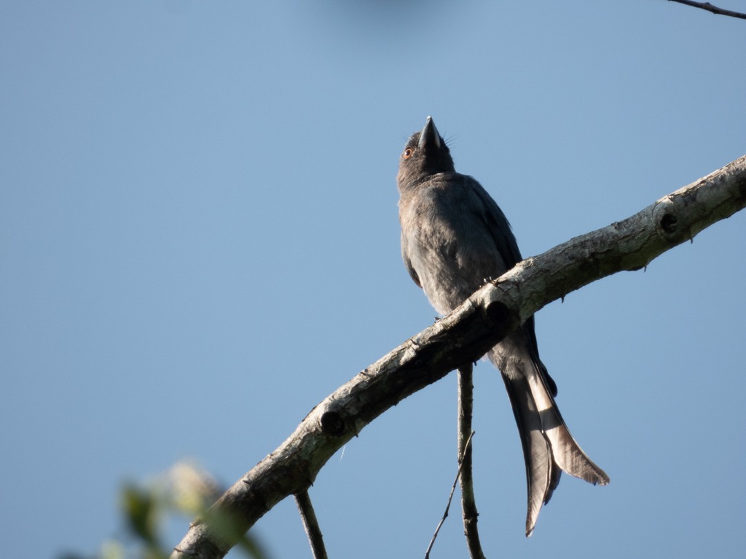 ハイイロオウチュウ（leucophaeus グループ） - ML616396856