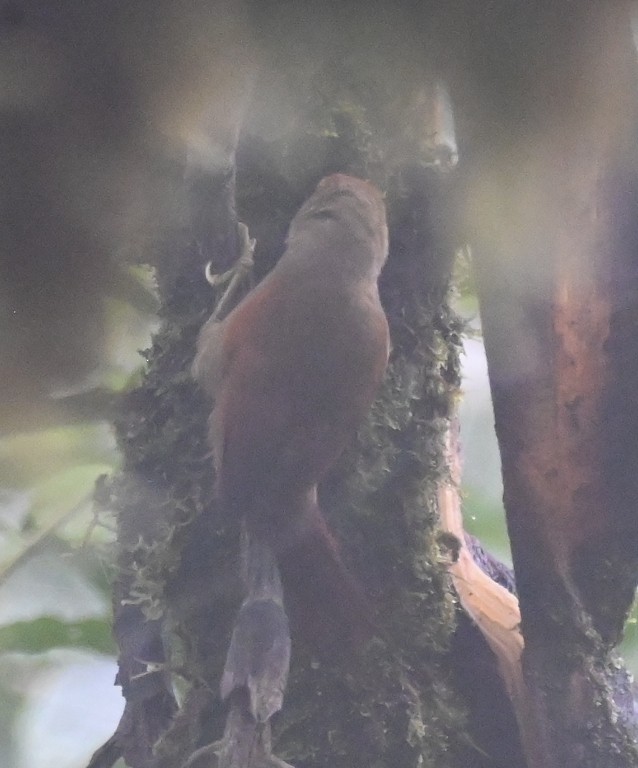 Red-faced Spinetail - ML616396862