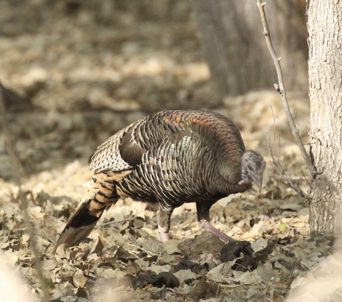 Wild Turkey - Toni McQuivey Taylor