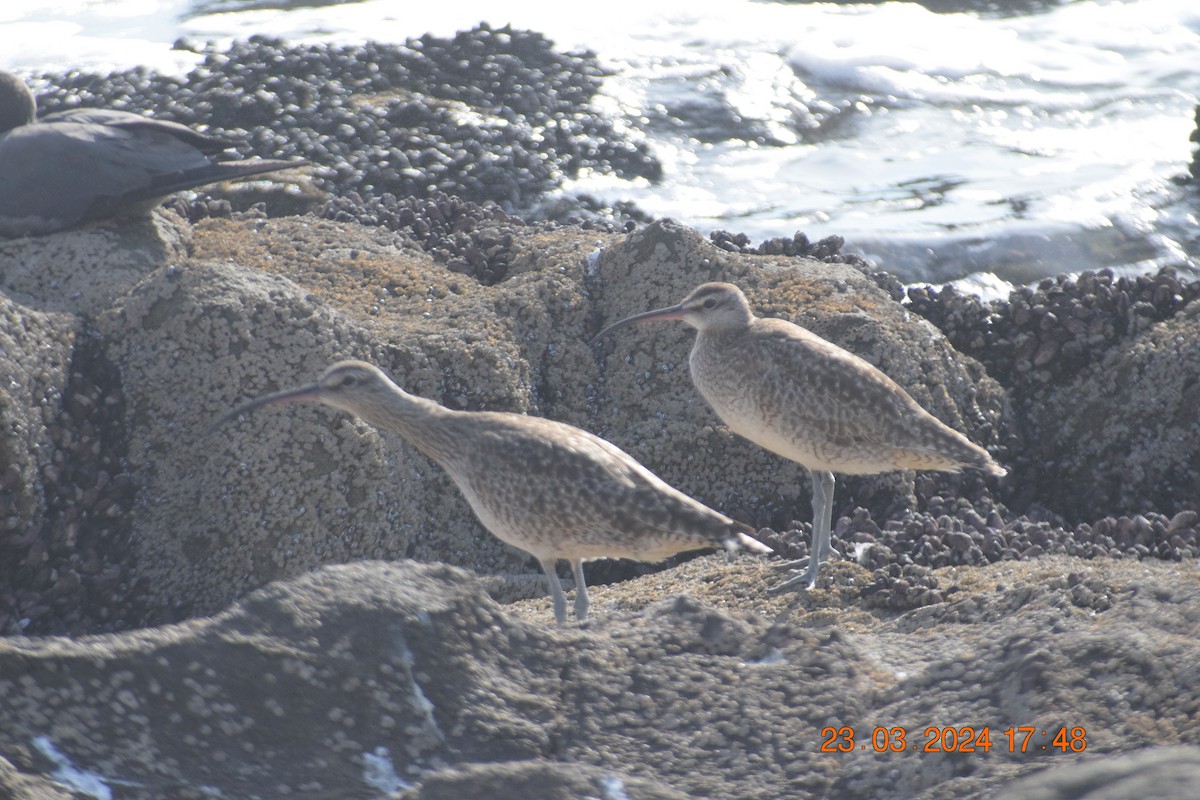 Whimbrel - Reynaldo Valdivia Reyes