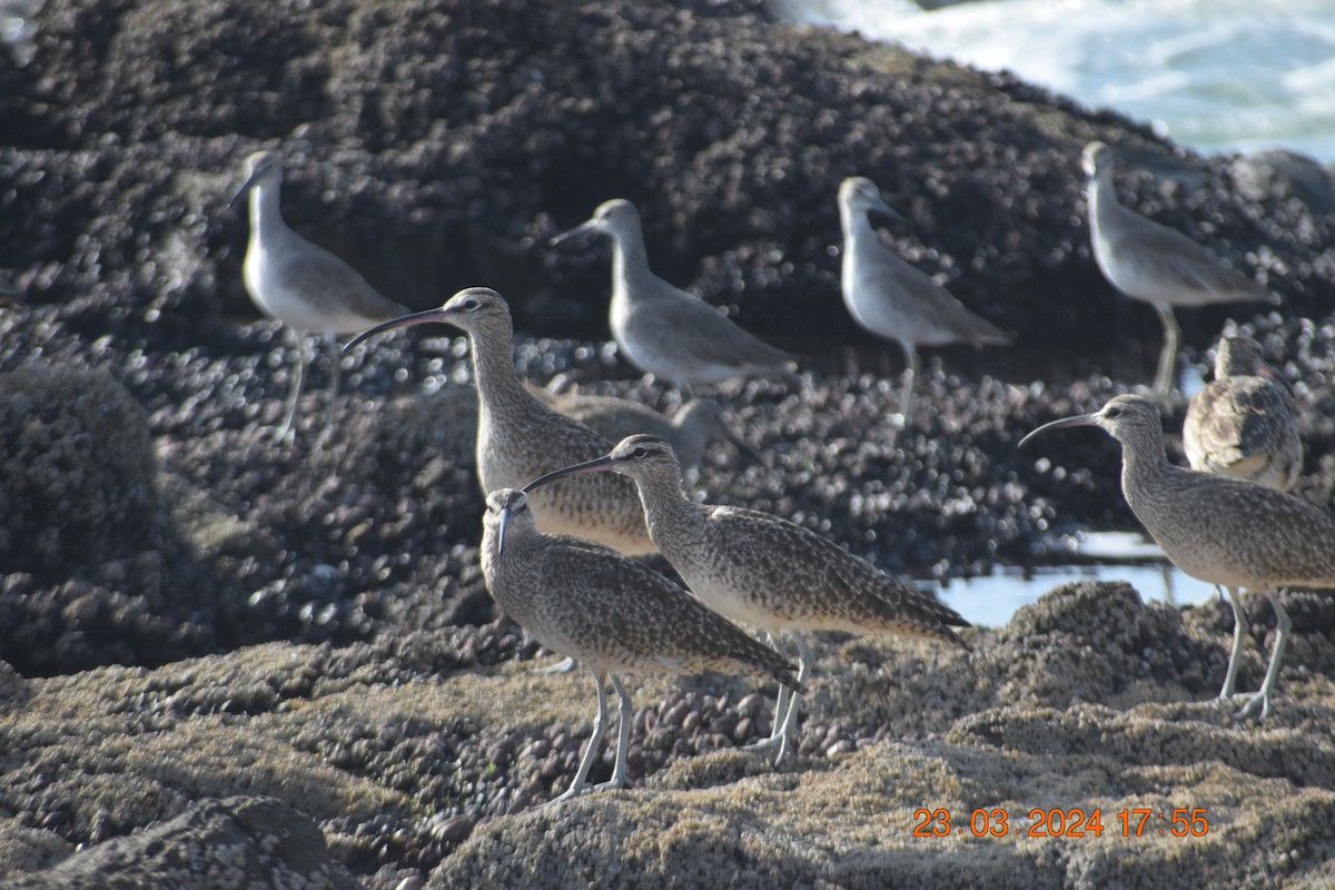 Whimbrel - ML616396918