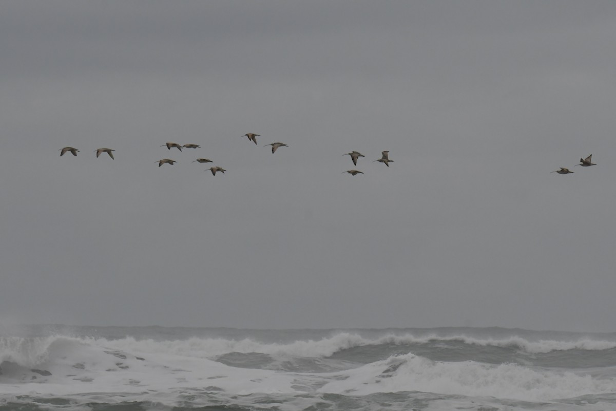 Long-billed Curlew - Haynes Miller