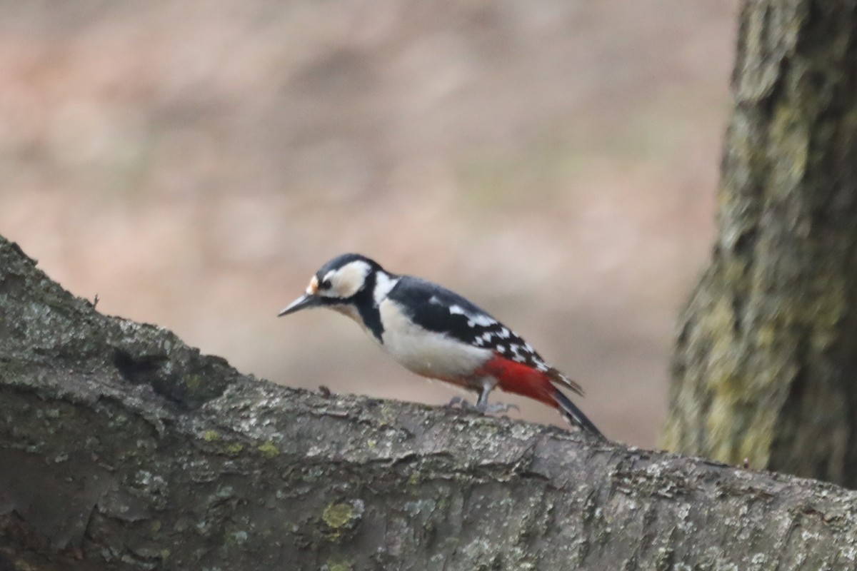 Great Spotted Woodpecker - ML616396931