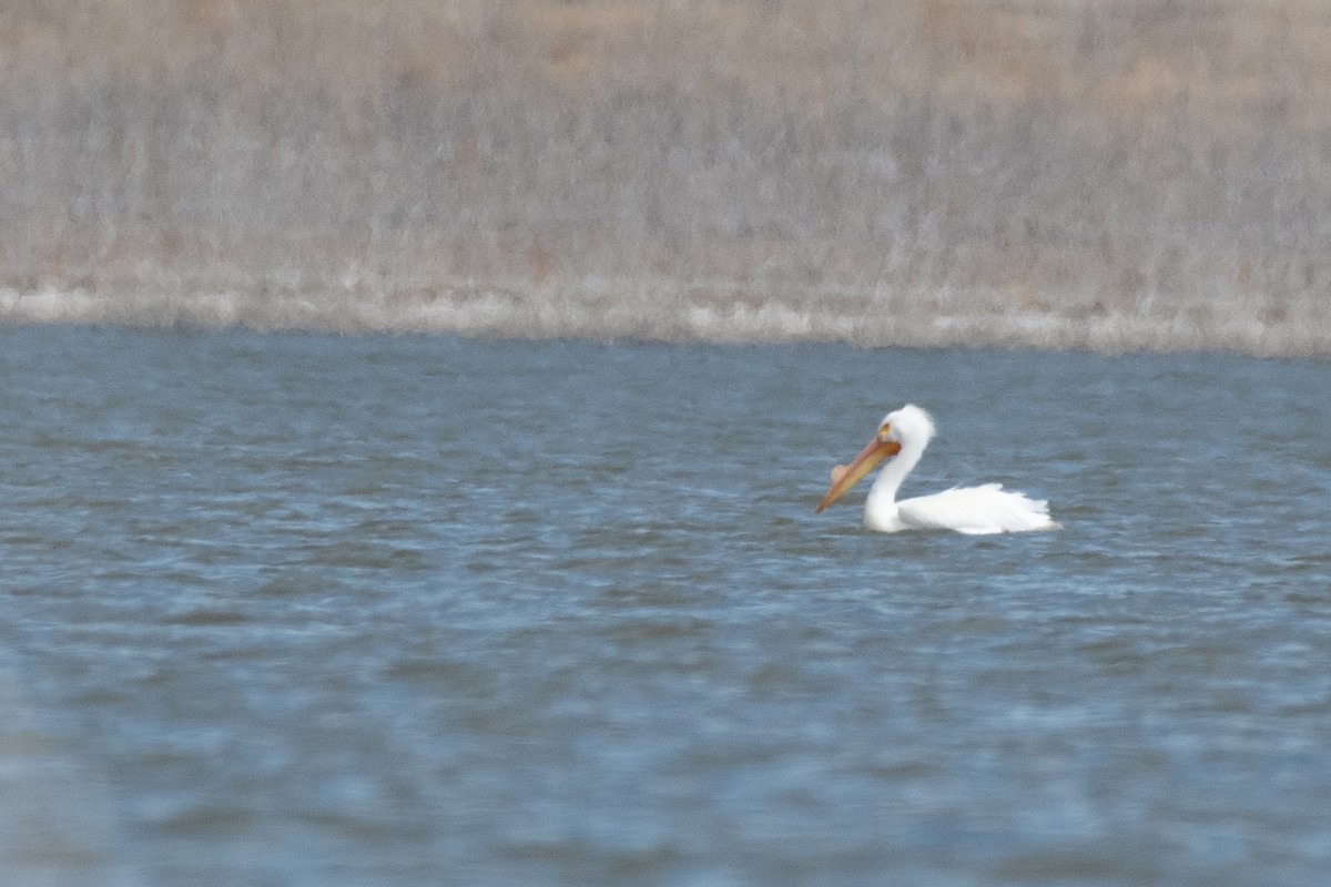 American White Pelican - Isaac Boardman