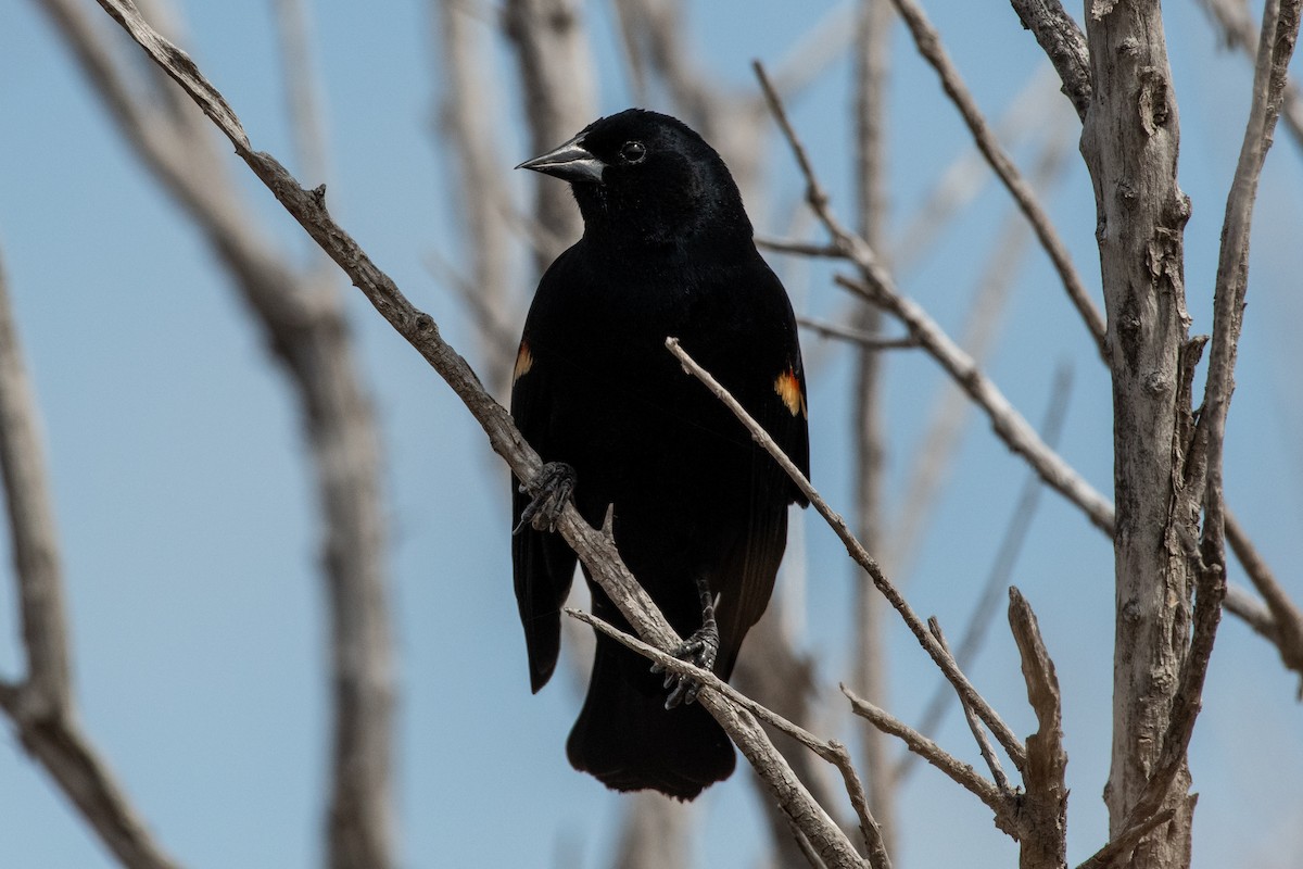 Red-winged Blackbird - Isaac Boardman