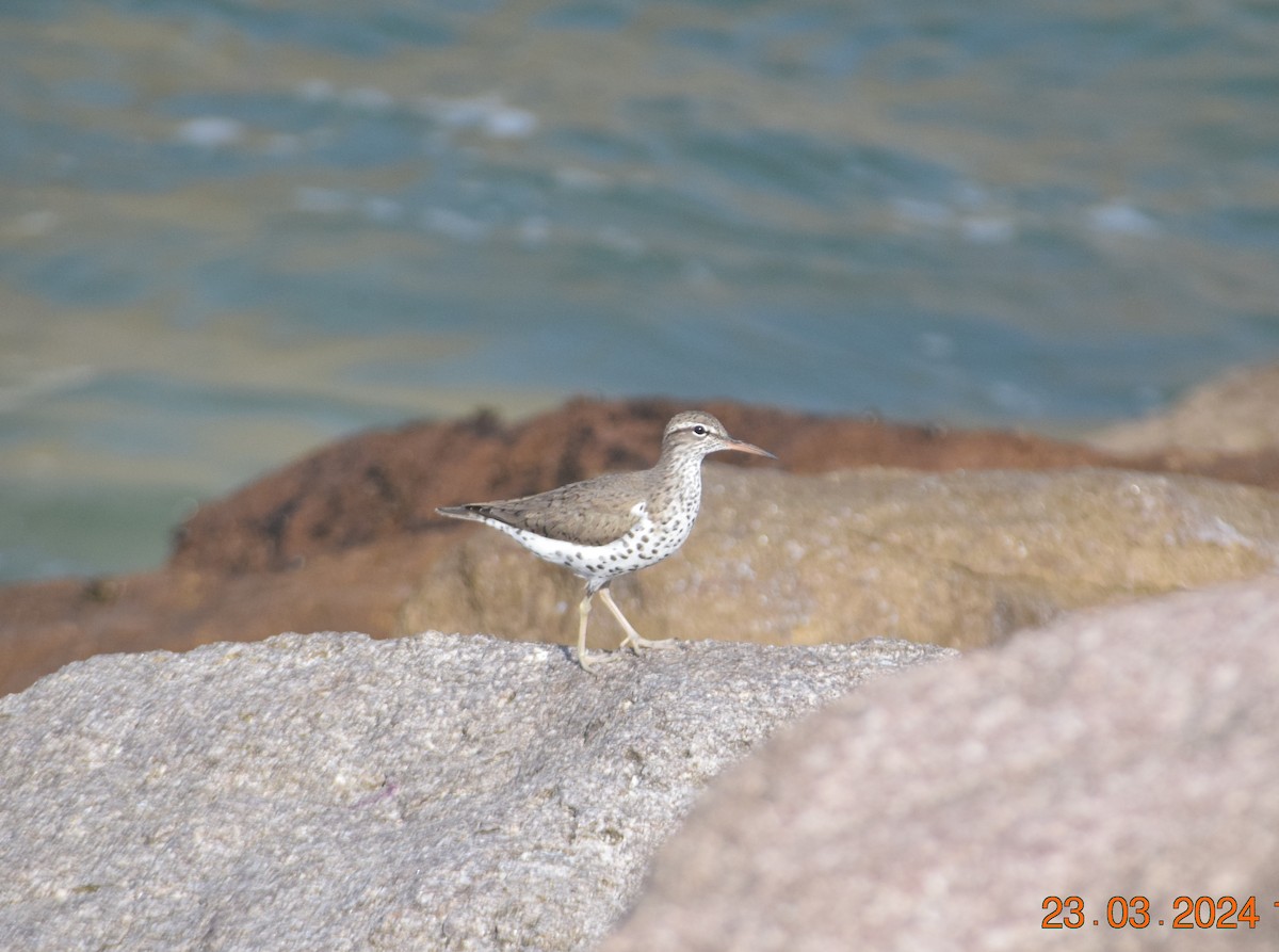 Spotted Sandpiper - ML616396947