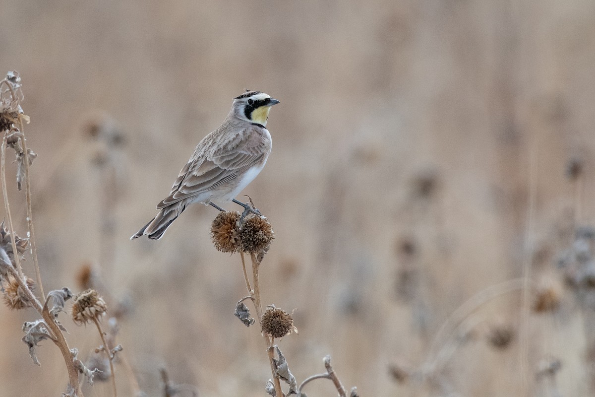 Horned Lark - Isaac Boardman