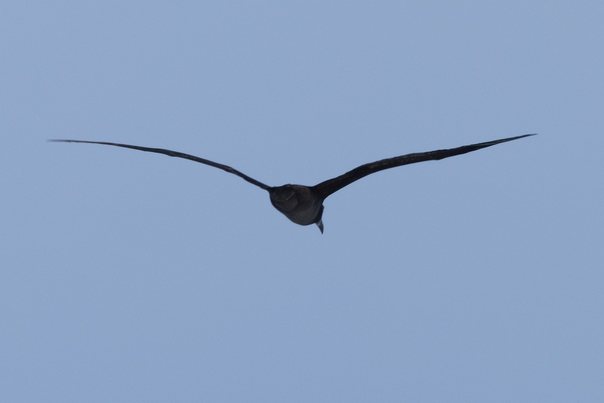 Черноногий альбатрос - ML616396997