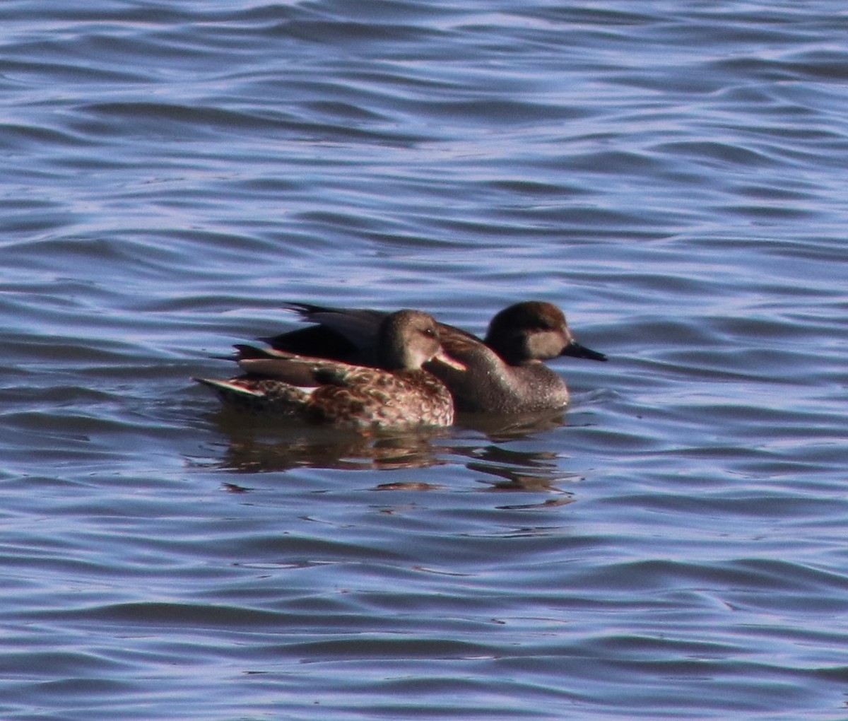 Gadwall - ML616396998