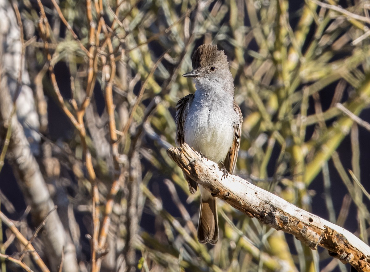 Ash-throated Flycatcher - Daniel Ward