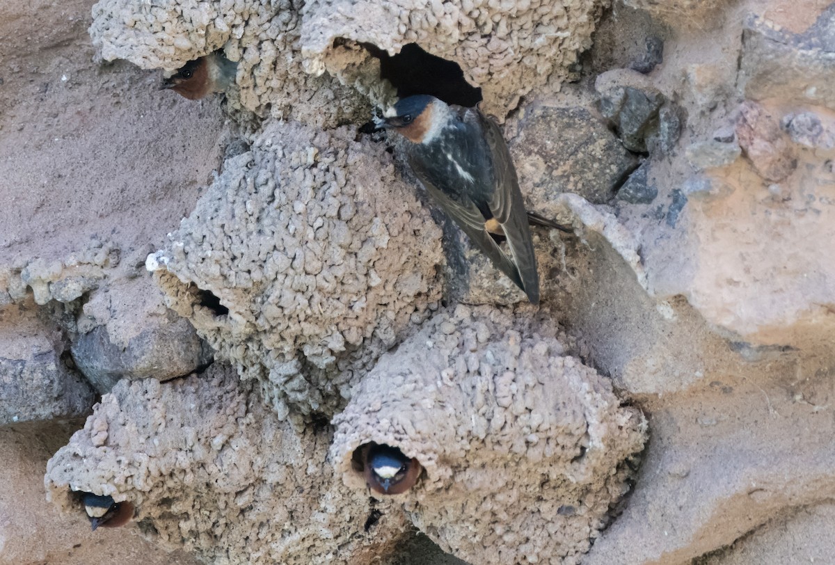 Cliff Swallow - Daniel Ward