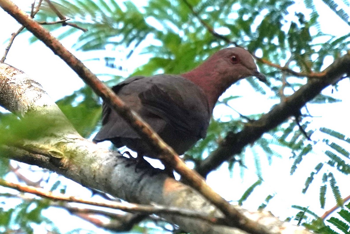 Short-billed Pigeon - ML616397054