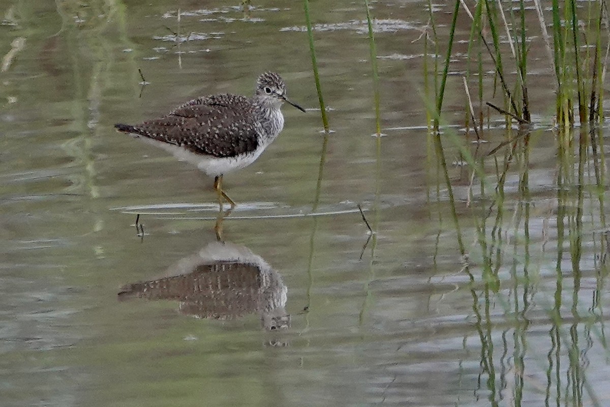 Lesser Yellowlegs - ML616397069