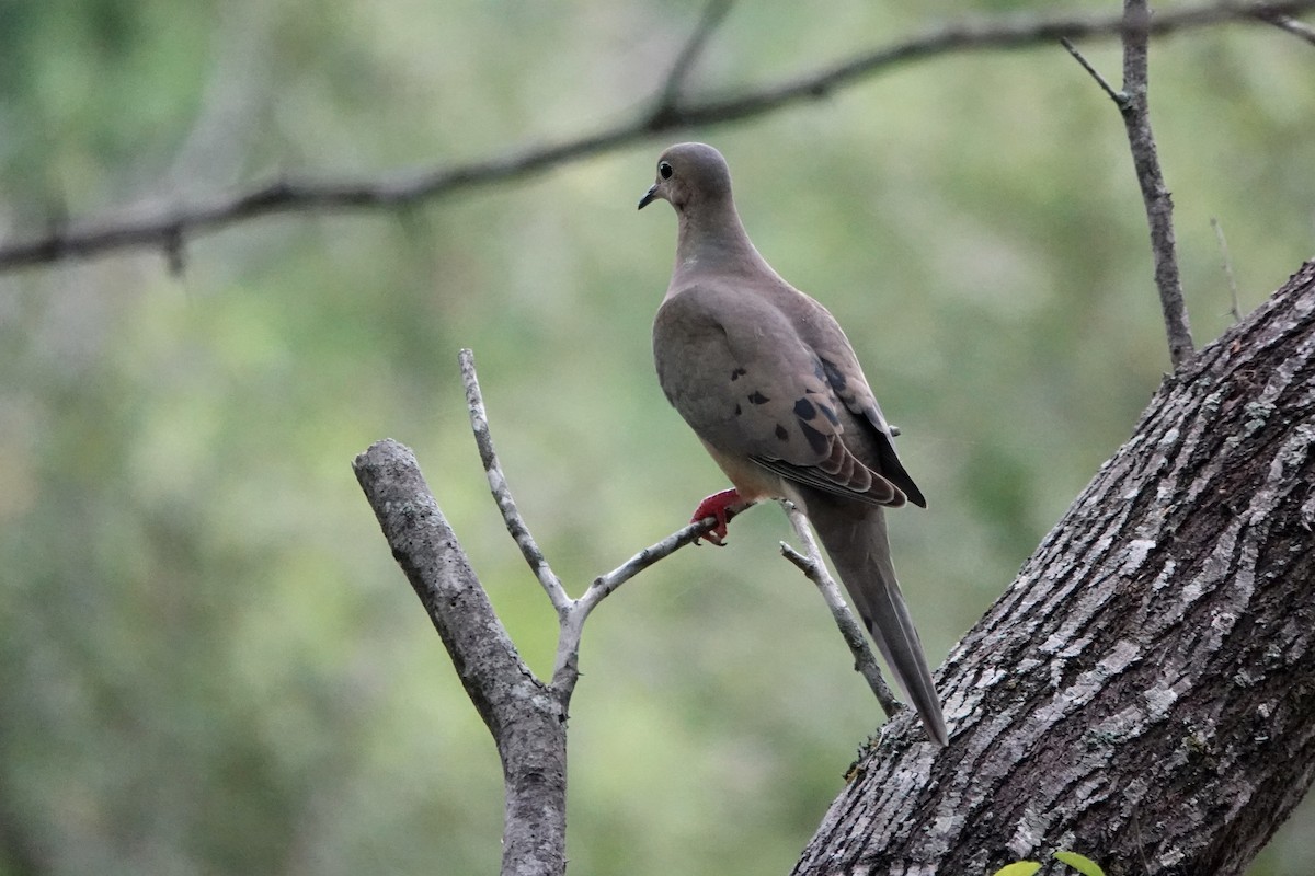 Mourning Dove - ML616397095