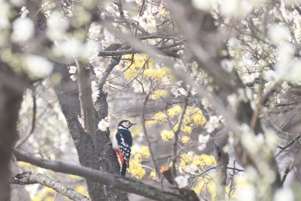 Great Spotted Woodpecker - ML616397096