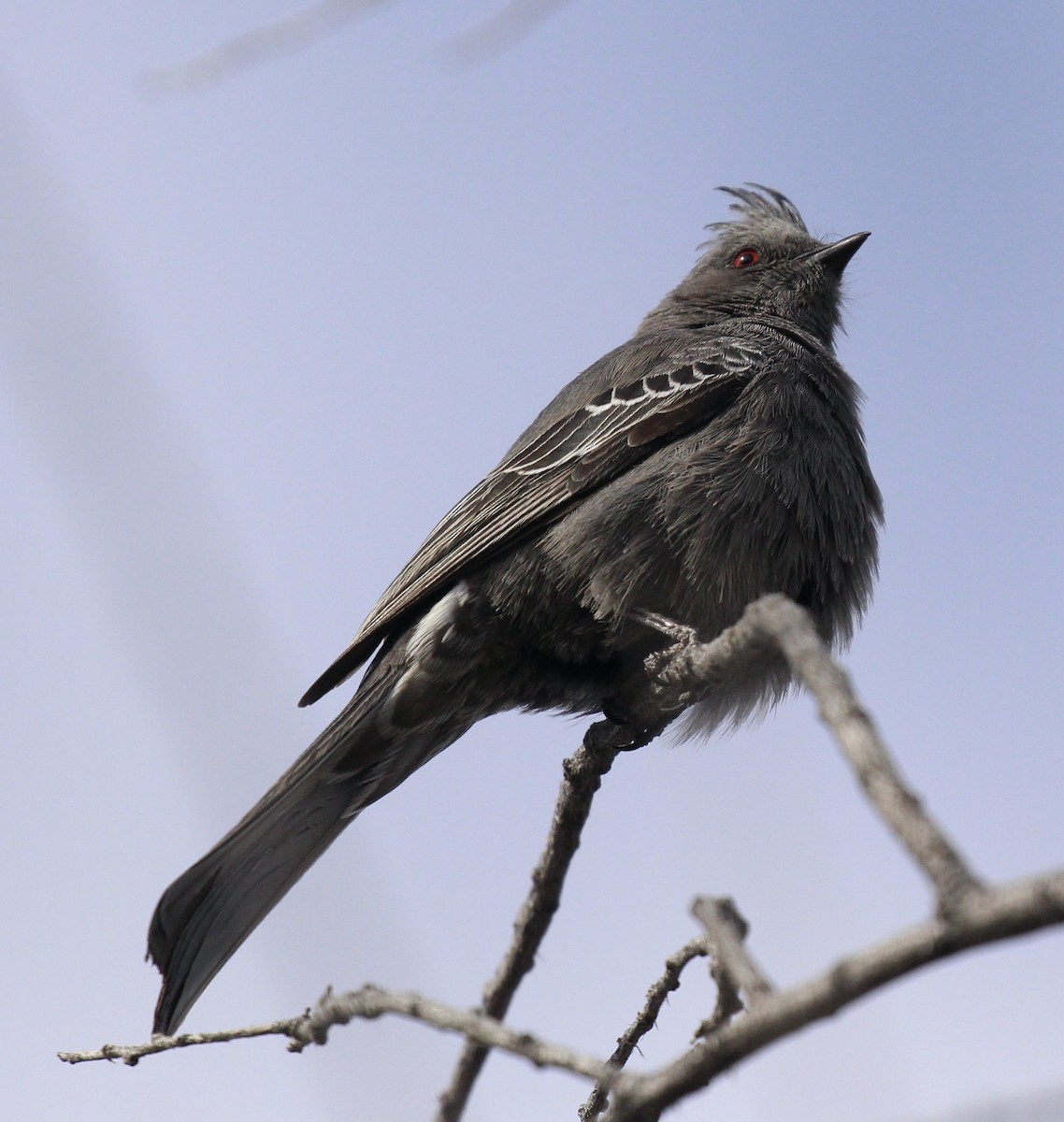 Capulinero Negro - ML616397121