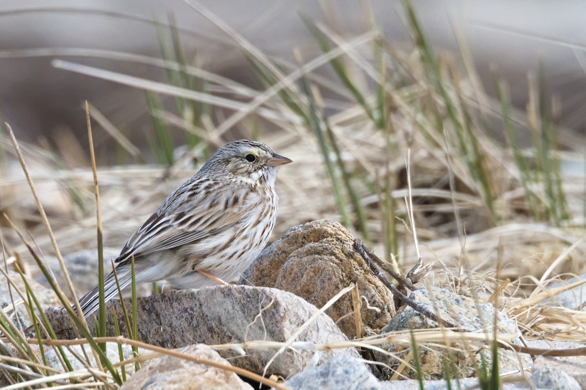 Savannah Sparrow (Ipswich) - Luis Agosto
