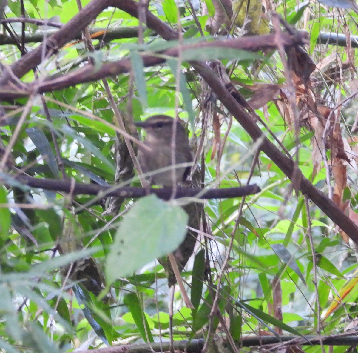 Fuscous Flycatcher - Albeiro Erazo Farfán