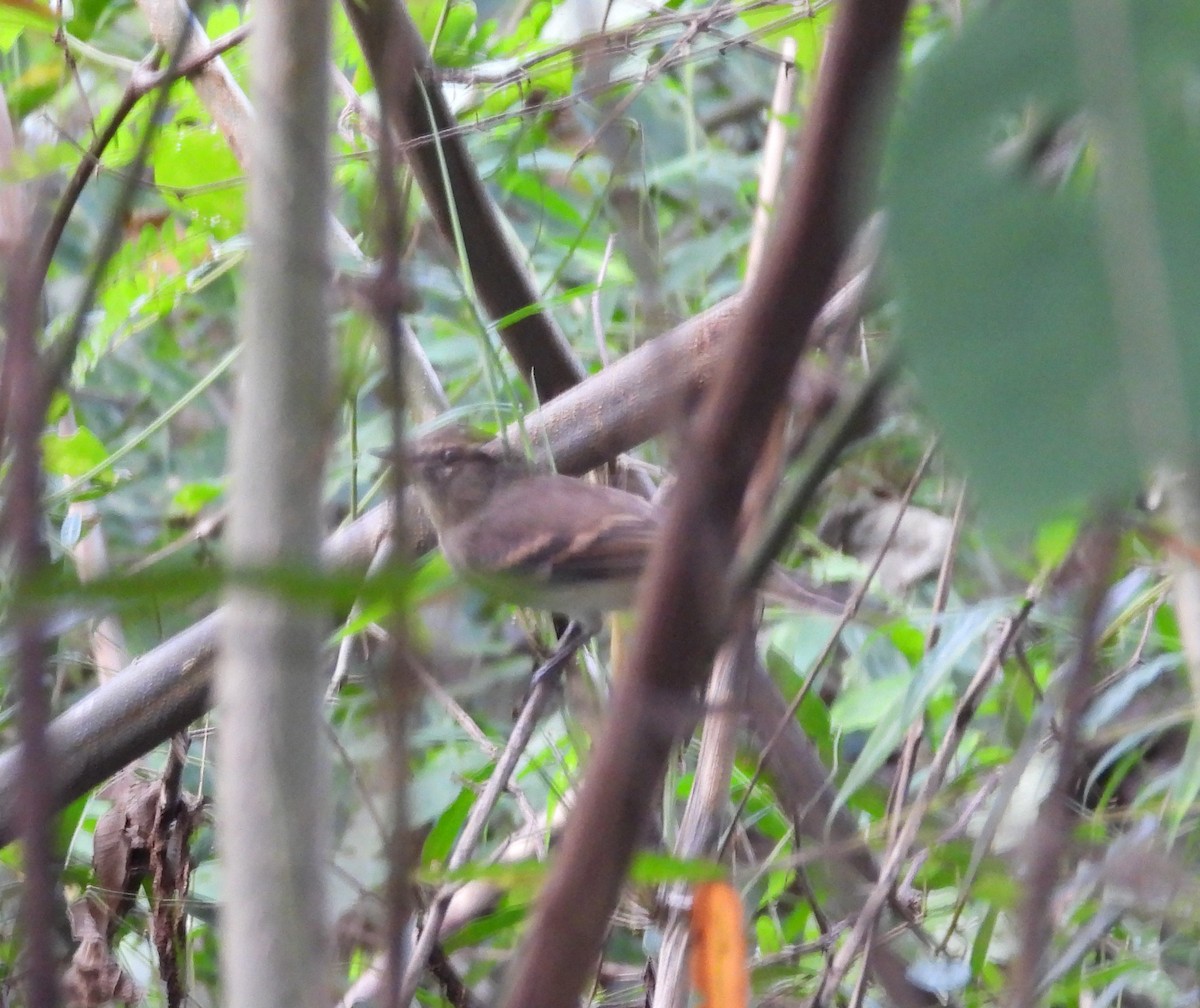 Fuscous Flycatcher - ML616397150