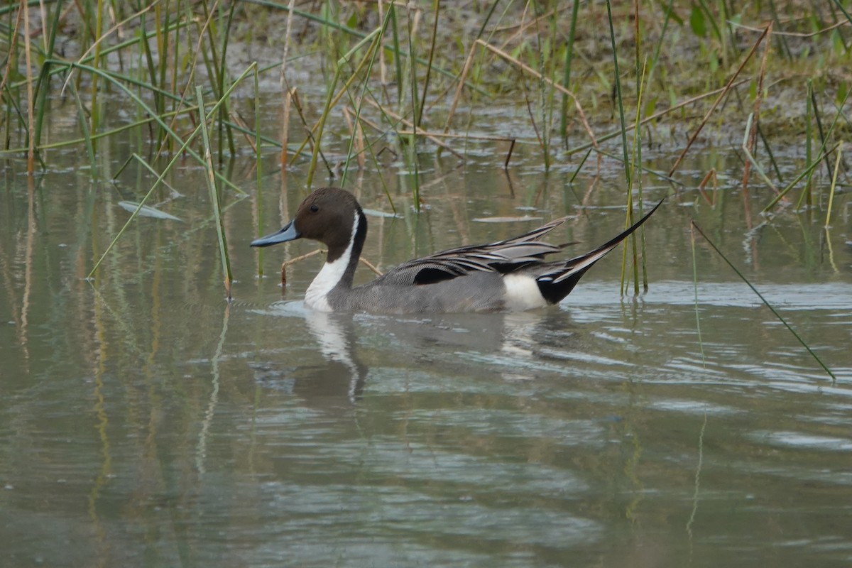 Northern Pintail - Sara Griffith