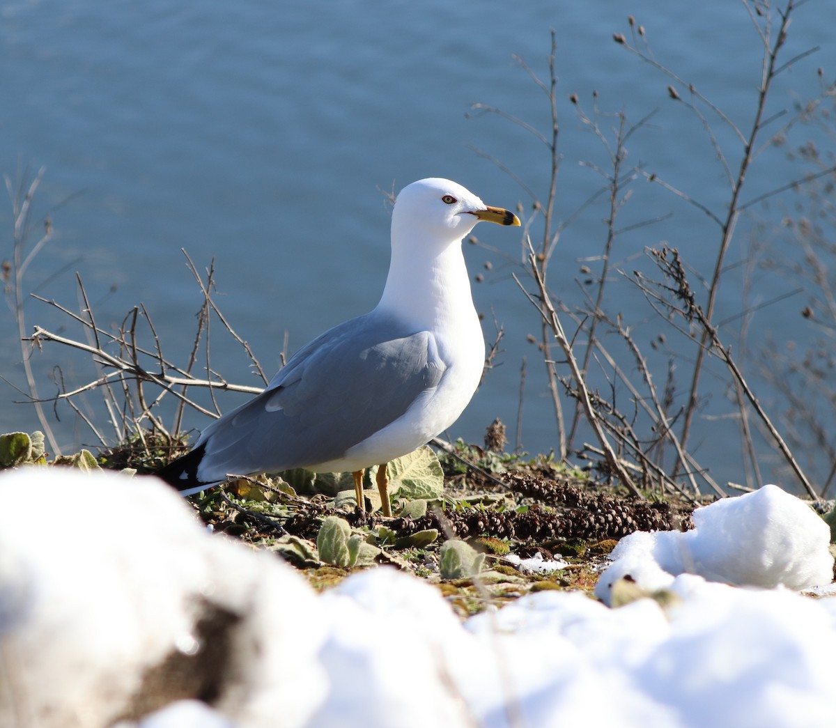 Ring-billed Gull - ML616397157