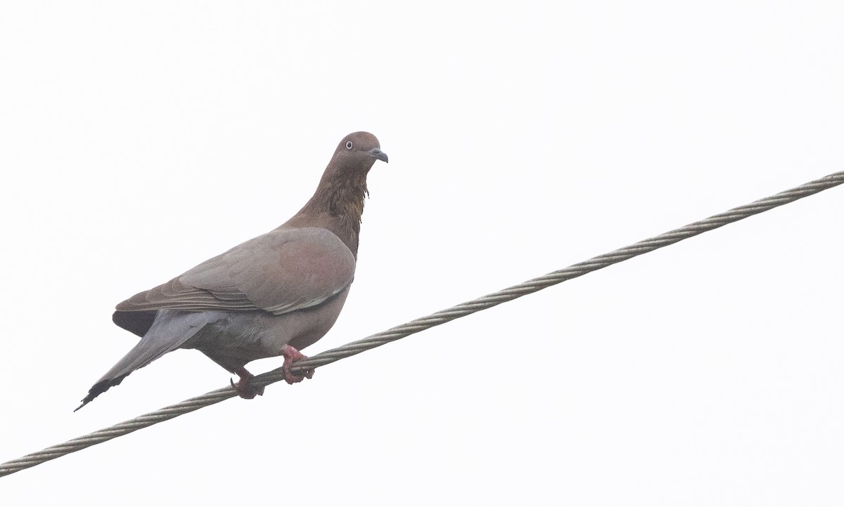 Plain Pigeon - Nick Ramsey