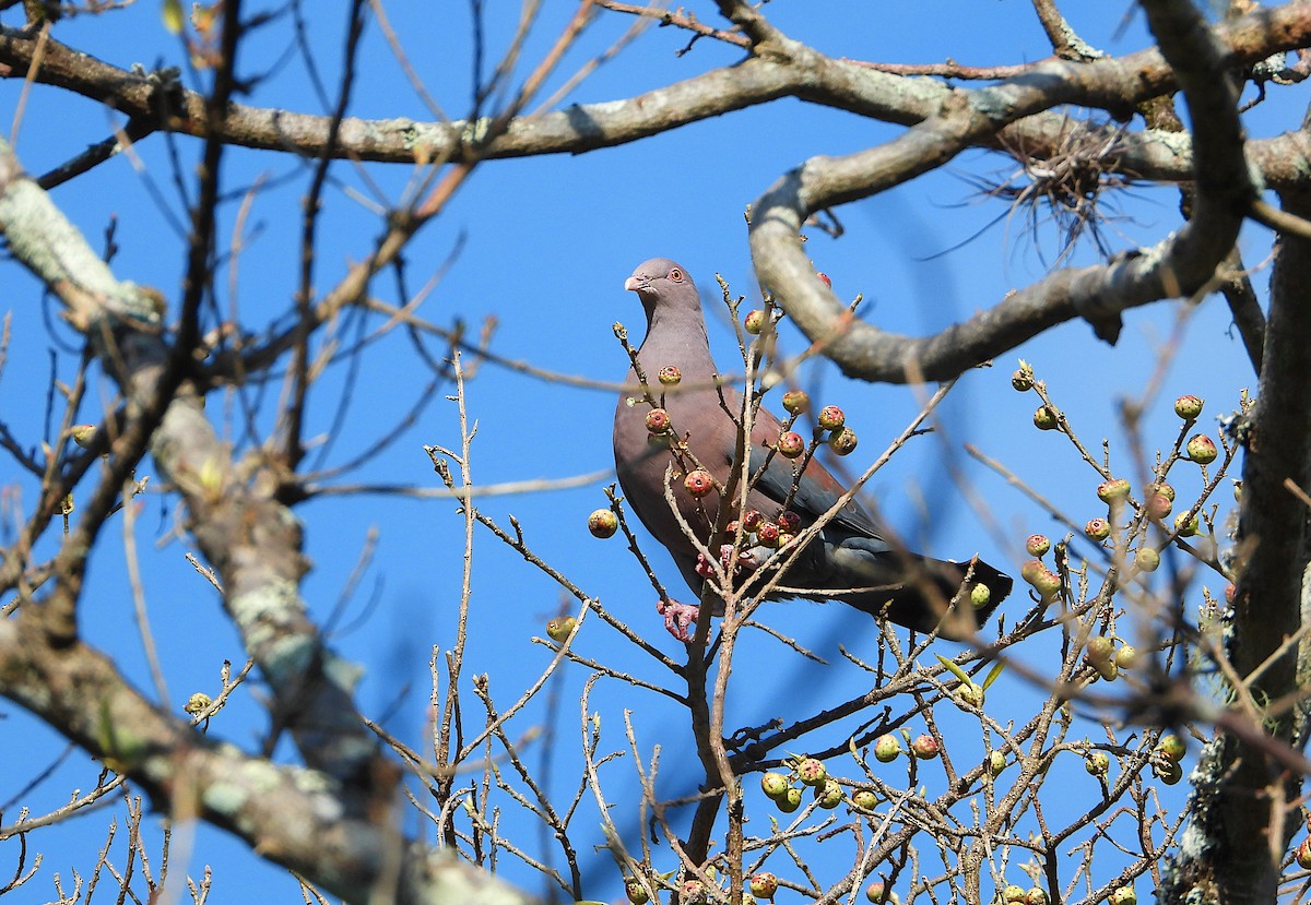 Red-billed Pigeon - Isaí López