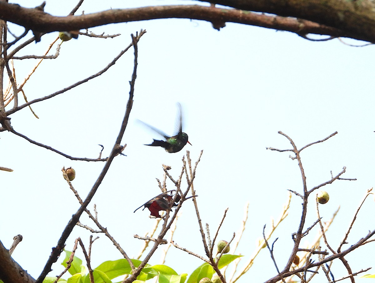 kolibřík Canivetův (ssp. salvini/osberti) - ML616397255