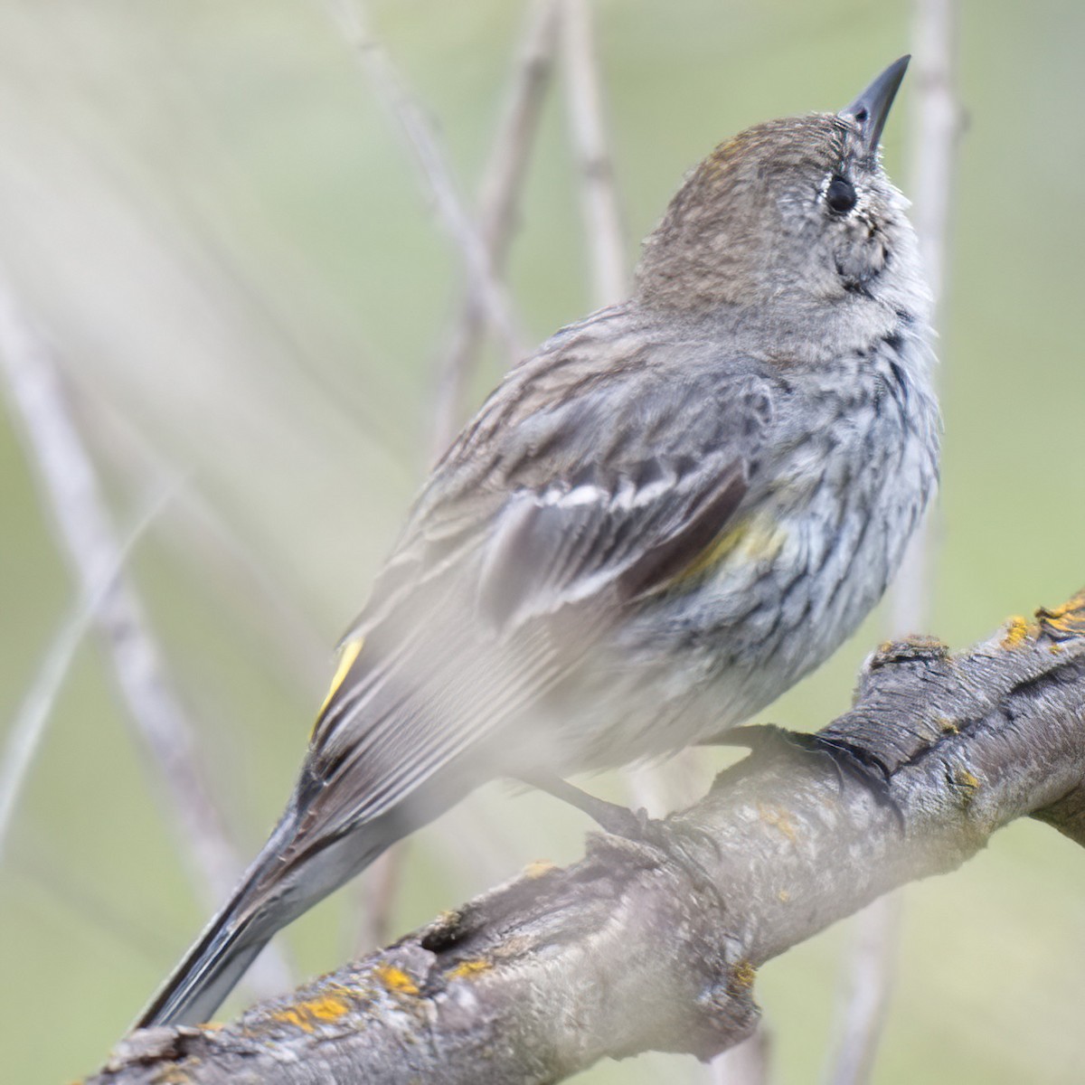 Yellow-rumped Warbler (Myrtle x Audubon's) - DAB DAB