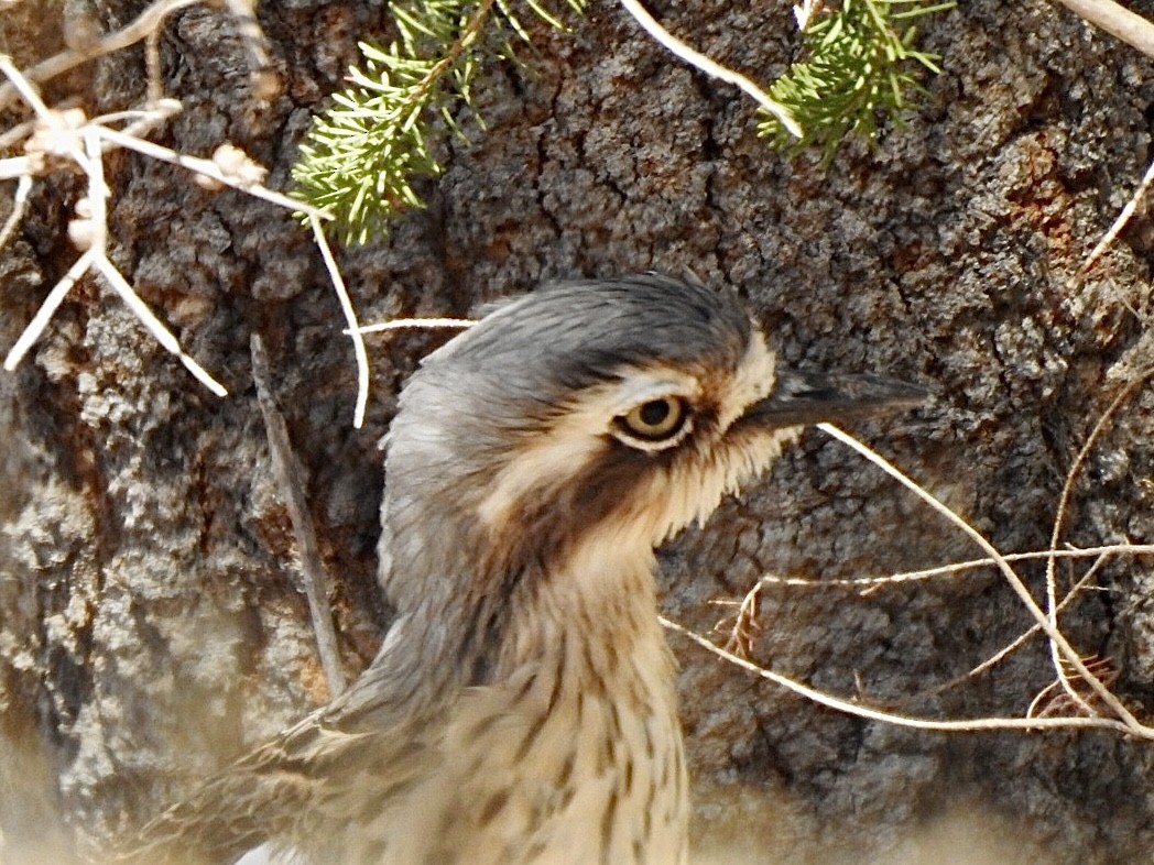 Bush Thick-knee - ML616397294