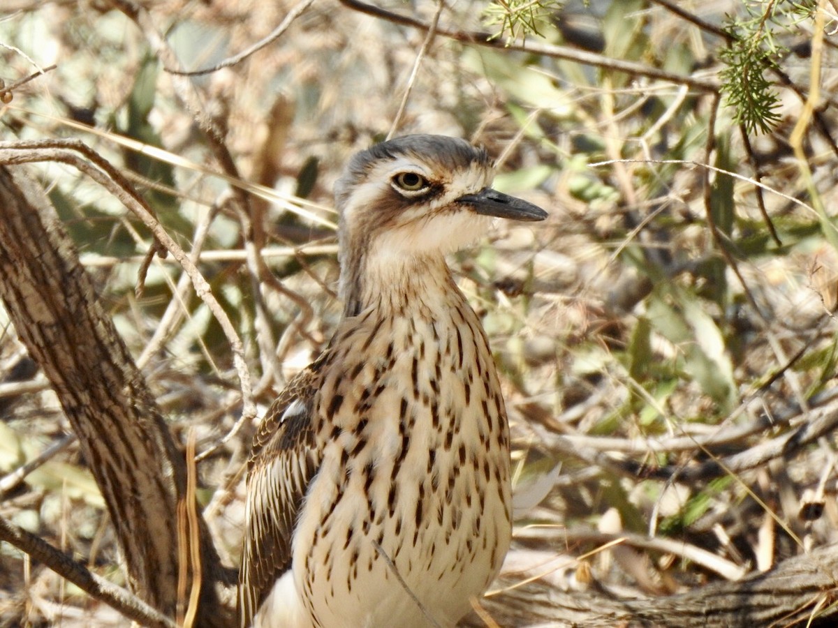 Bush Thick-knee - David Koch
