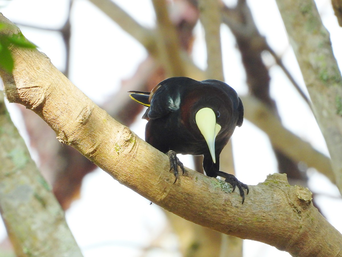 Chestnut-headed Oropendola - ML616397297