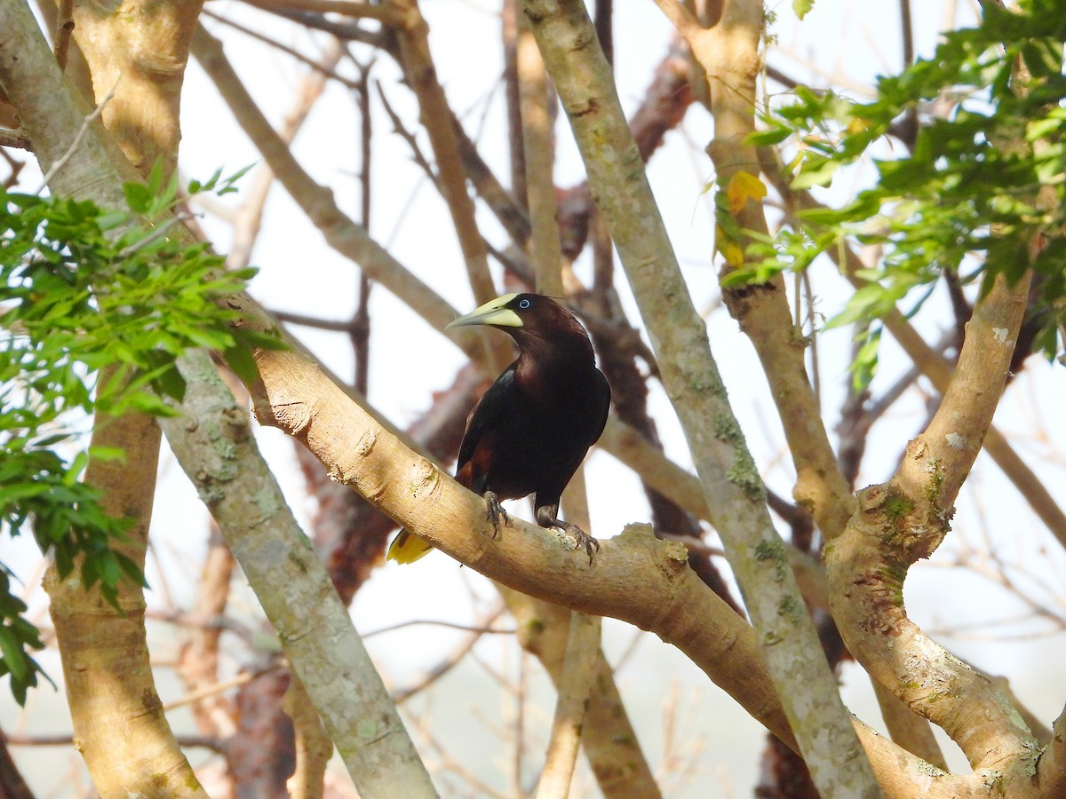 Chestnut-headed Oropendola - Isaí López