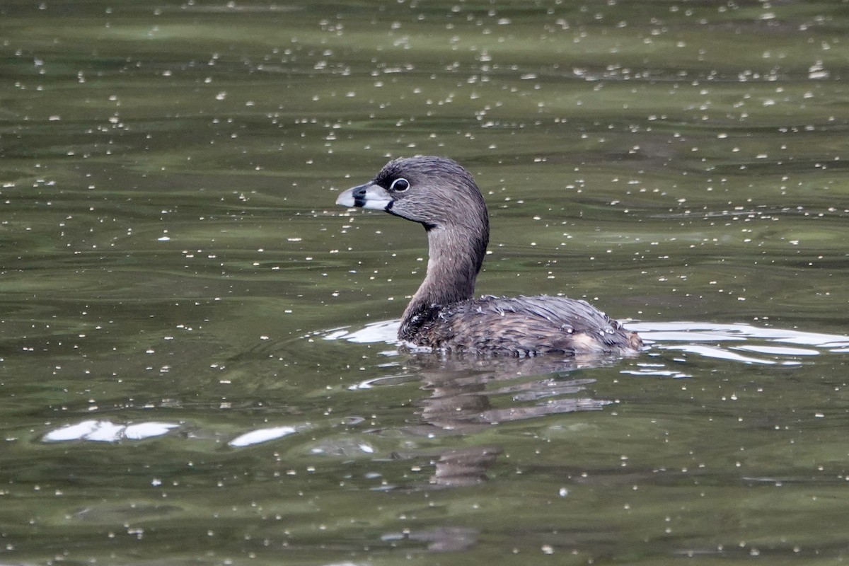 Pied-billed Grebe - Sara Griffith