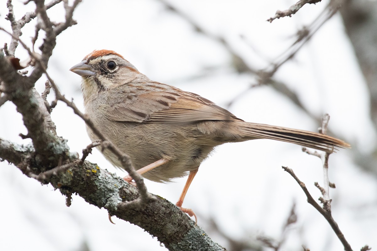 Rufous-crowned Sparrow - ML616397332