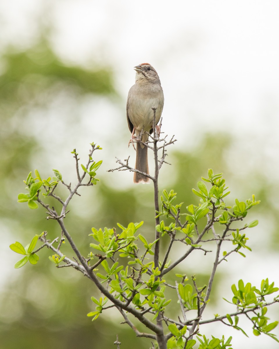 Rufous-crowned Sparrow - ML616397333
