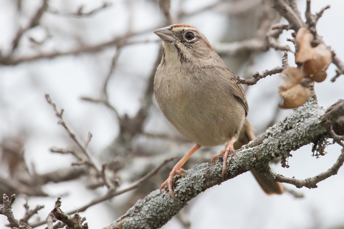 Rufous-crowned Sparrow - ML616397335