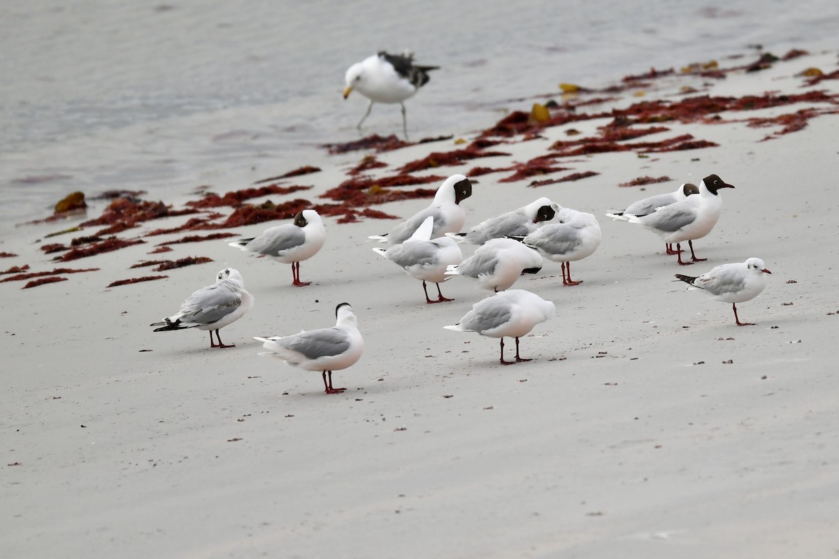 Brown-hooded Gull - ML616397374