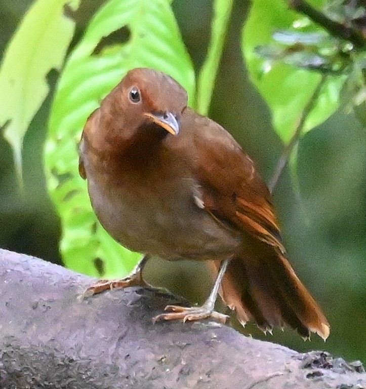 Rufous-brown Solitaire - Steve Davis