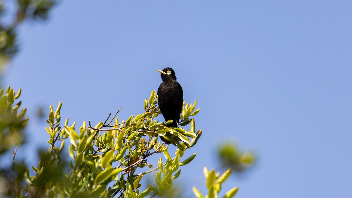 Spectacled Tyrant - Andres Arancibia